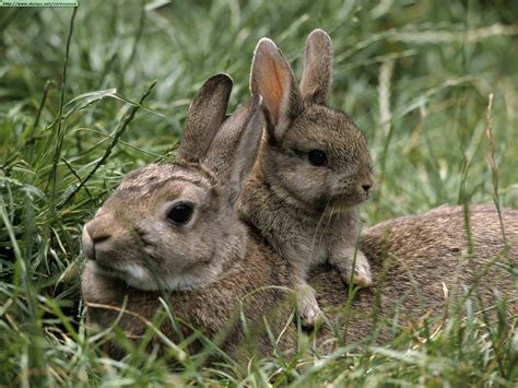 mi pequeño zoologico: CONEJOS