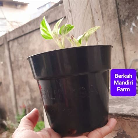 jual pot plastik pot tanaman pot kecil shopee indonesia