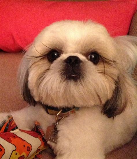 Short Haircuts For Shih Tzus