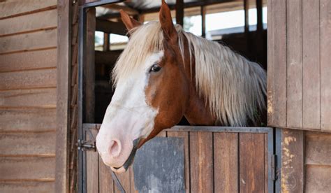 Strangles in Horses - Overview, Complications, Treatment & Aftercare ...