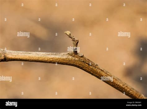 branching  res stock photography  images alamy