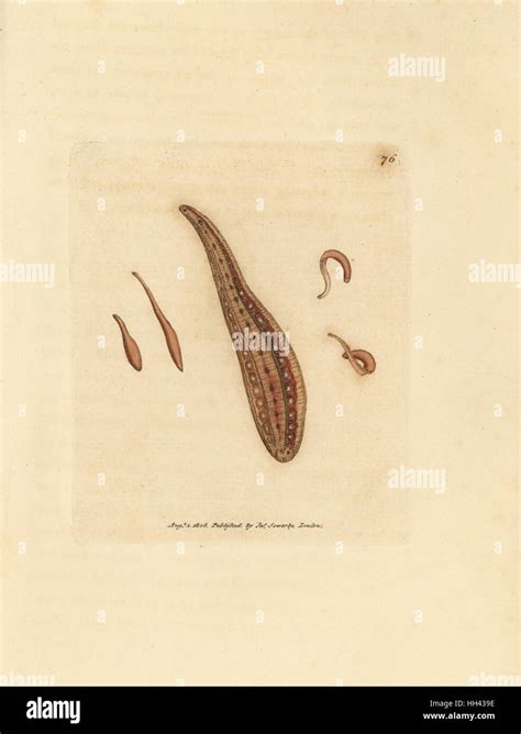 circulans  res stock photography  images alamy