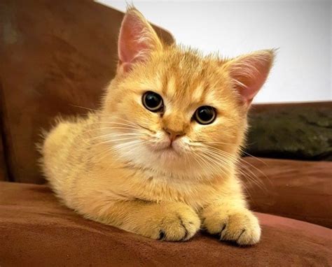 What’s a Moggy? 9 Mixed Breed Cats | Litter-Robot