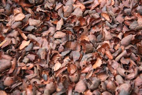 limbah kulit coklat bisa diolah menjadi minuman  sehat  bukti