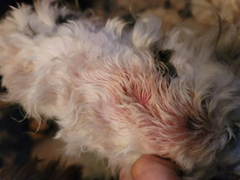 Possibly ringworm or hot spot : r/DogAdvice