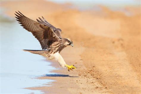 lanner falcon  flight landing  water photographed