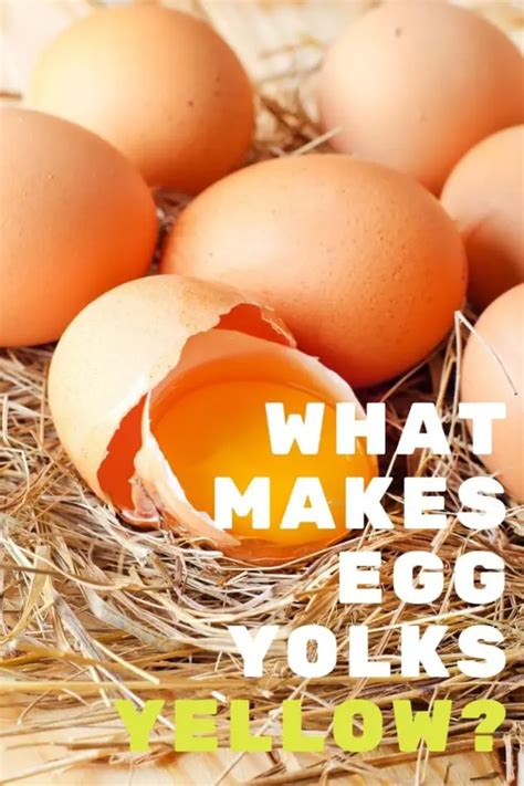 Egg Yolk Color: What makes egg yolks yellow and healthy?