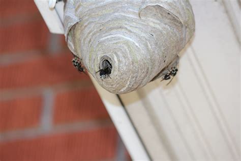 The Bald Faced Hornet: What to Know About This Common and Aggressive