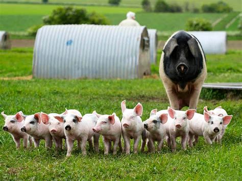 Farm Pigs
