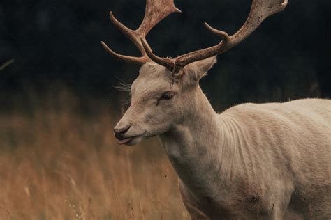 Graceful deer with long antlers pasturing in field · Free Stock Photo