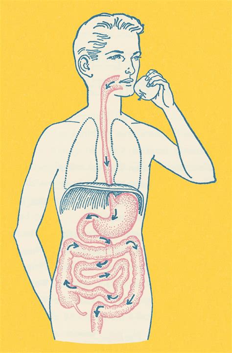 Dysphagia Can Be a Tough Pill to Swallow - I Spy Physiology Blog