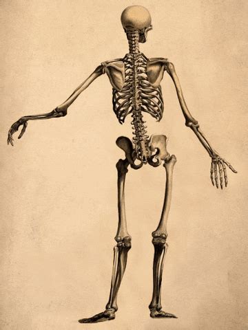 Unit 3: We protect our bones and muscles | Baamboozle - Baamboozle