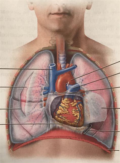 thoracic cavity diagram diagram quizlet
