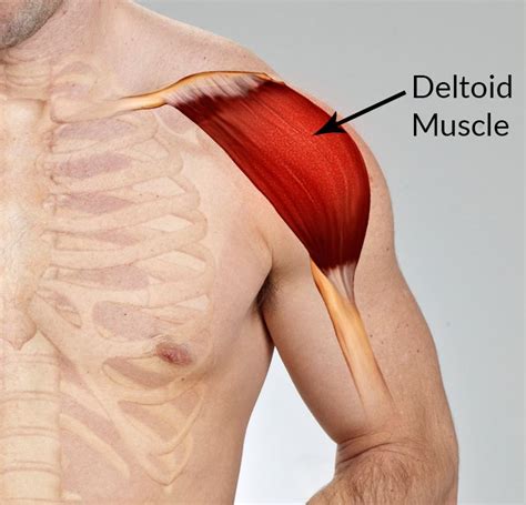 Deltoid Muscle