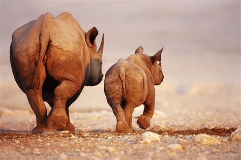 Black Rhino Facts for Kids - The Facts Vault