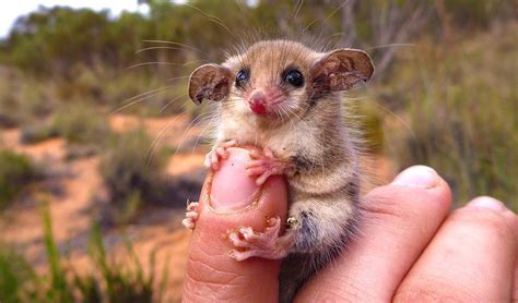 western pygmy possum   cutest australian animal