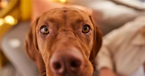 Your holistic guide to owning a Hungarian Vizsla | Lyka Blog