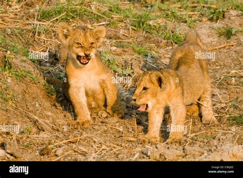 Lion cubs playing hi-res stock photography and images - Alamy
