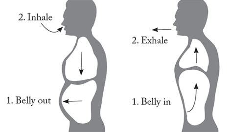 diagram  diaphragmatic breath ramsey voice studio