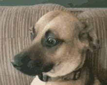 Confused Dog Meme Gif Updated daily for more funny memes check our homepage