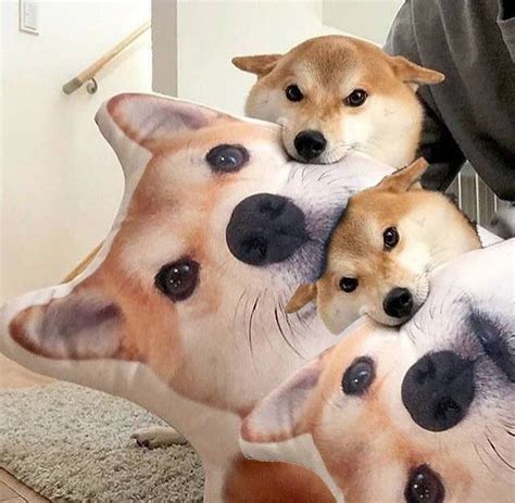 doge :: Doge Lore :: подушка :: Мемы (Мемосы, мемасы, мемосики, мемесы ...