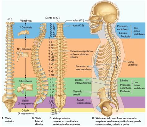 A Coluna Vertebral É Formada Por Quantas Vértebras - Tipos De Coluna Vertebral : Coluna vertebral: anatomia, funções e ...