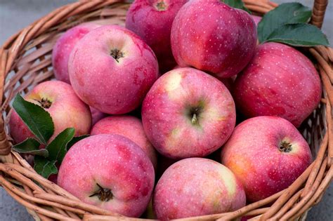 guide   apples varieties