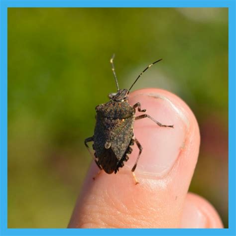 Brown Marmorated Stink Bug – Tauranga Moana Biosecurity Capital ...