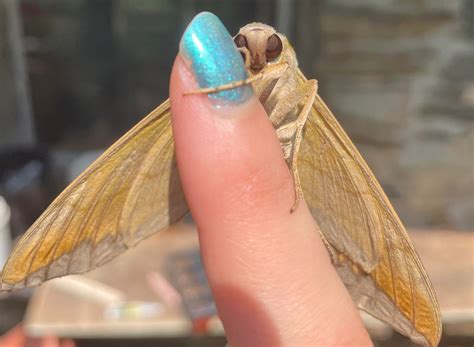 Pandora sphinx : r/moths
