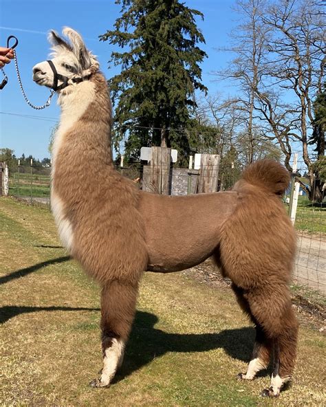 2025 Babies - EVERGREEN LLAMAS KALAMA, WA