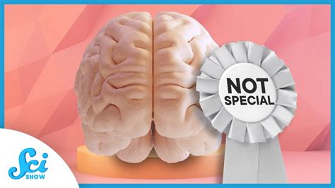 The Human Neocortex Isn’t as Special as We Thought - YouTube