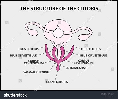 structure clitoris medical poster female anatomy stock vector royalty