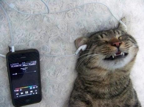 A cat that loves classical music as much as I do | Funny Pictures, Quotes, Pics, Photos, Images ...