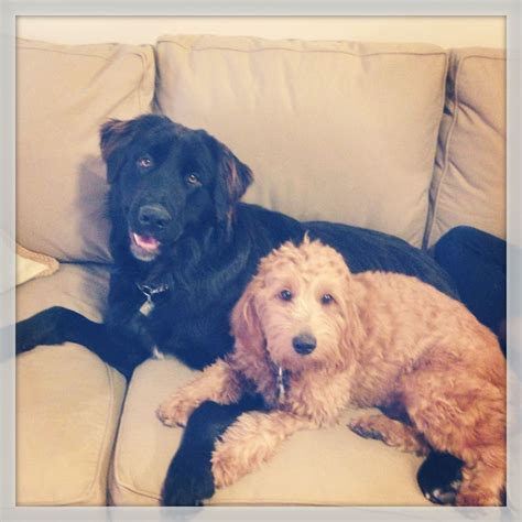 Goldendoodle and Border Collie Mastiff Dogs