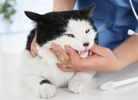 РЕЗОРБЦИЯ ЗУБОВ У КОШЕК — Modern Vet - Круглосуточный ветеринар