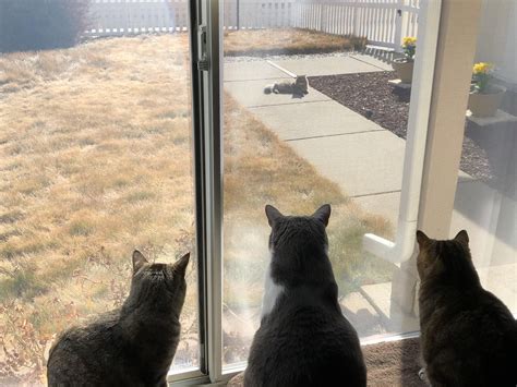 Spying on the Neighbors. : r/aww