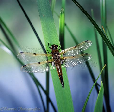 spot chaser dragonfly photo wp