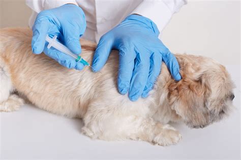 Primeira Vacina Do Cachorro - Vacinas para cachorros: entenda a importância e como imunizar seu pet