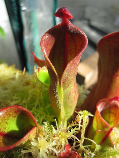 heliamphora carnivorous plant store