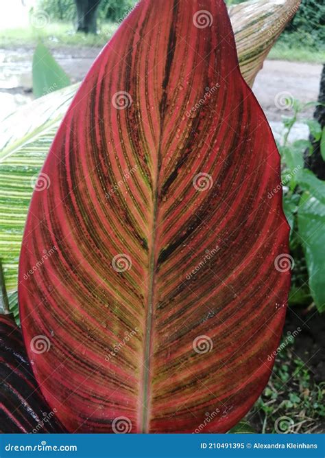 Red canna leaf stock image. Image of flower, food, green - 210491395