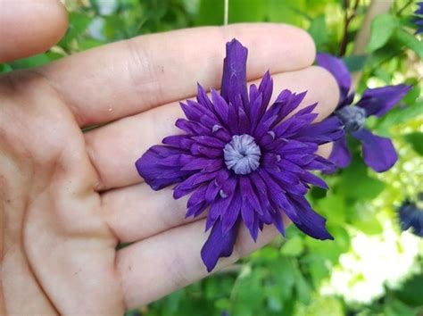 Concept Plants | Clematis 'Kokonoe' PP30,982