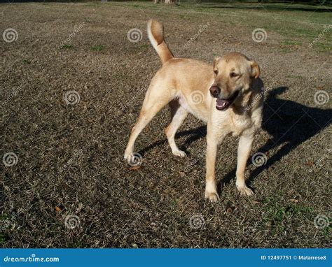 smiling yellow lab stock image image  green hound