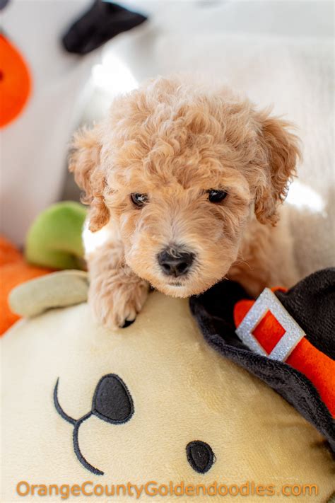 Goldendoodle Puppies Available in California