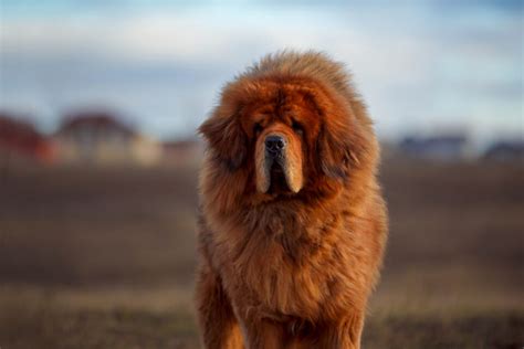 13 Best Tibetan Mastiff Breeders In The U.S.