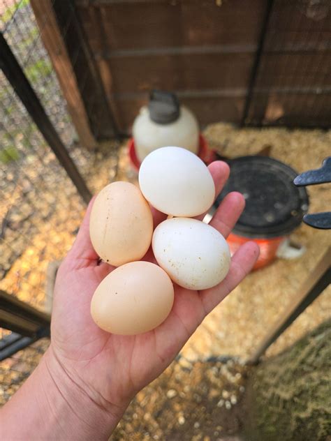 Regenerative - Regenerative vs. Organic—Know the Difference “Organic