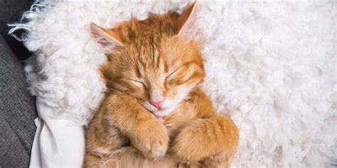 Lethargy in Cats: Causes, Signs, Symptoms & Treatment - Cats.com