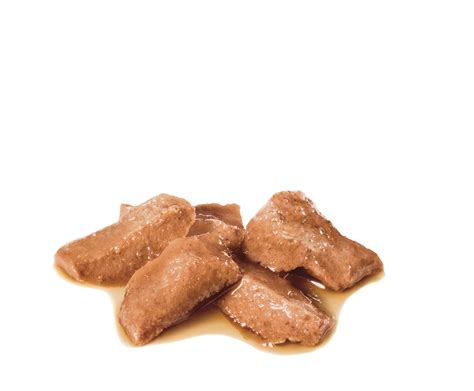 Maine Coon | Royal Canin Singapore