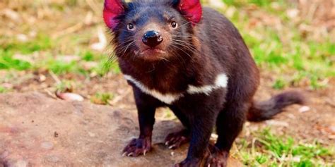 Thousands of Tasmanian devils are dying from cancer – but a new vaccine