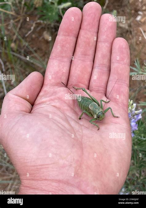 Mormon Cricket (Anabrus simplex Stock Photo - Alamy