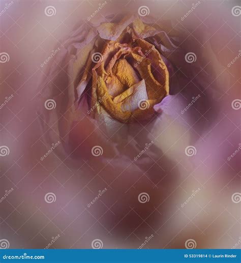 Is The Seed Inside The Rose A Real 1